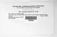 Puccinia tanaceti image